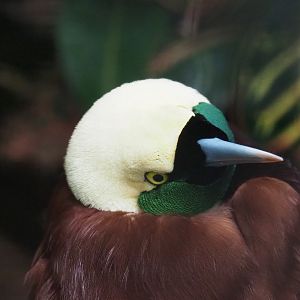 Greater bird-of-paradise (Paradisaea apoda), 2020-09-03