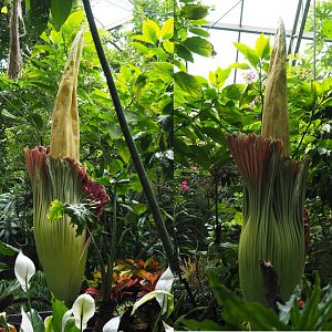 Inflorescence of Titan arum or Corpse flower (Amorphophallus titanum), 2020-09-03
