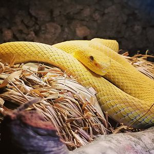 Trimerusurus insularis "yellow"