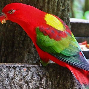 Lory Loft - Yellow-backed Chattering Lory (Lorius garrulus flavopalliatus)