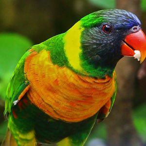 Lory Loft - Marigold Lorikeet (Trichoglossus capistratus)