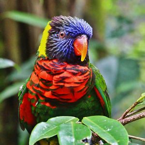 Lory Loft - Coconut Lorikeet (Trichoglossus haematodus)