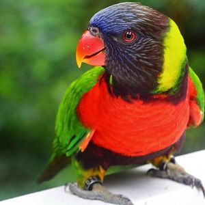 Lory Loft - Scarlet-breasted Lorikeet (Trichoglossus forsteni)