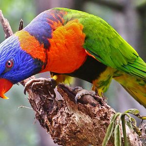 Lory Loft - Red-collared Lorikeet (Trichoglossus rubritorquis)