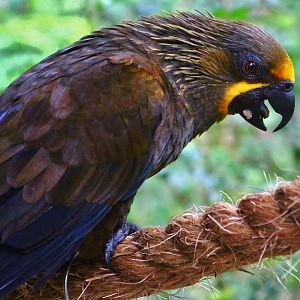Lory Loft - Brown Lory (Chalcopsitta duivenbodei)