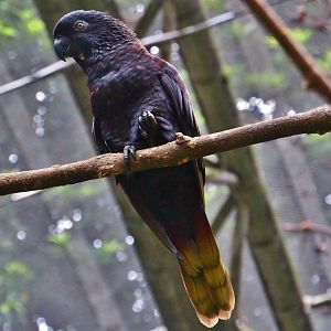 Lory Loft - Black Lory (Chalcopsitta atra)