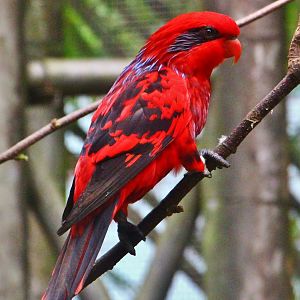 Lory Loft - Blue-streaked Lory (Eos reticulata)