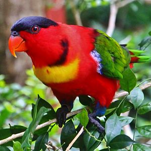 Lory Loft - Yellow-bibbed Lory (Lorius chlorocercus)