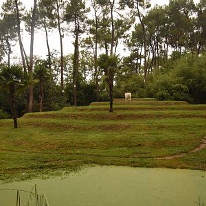 White Tiger enclosure