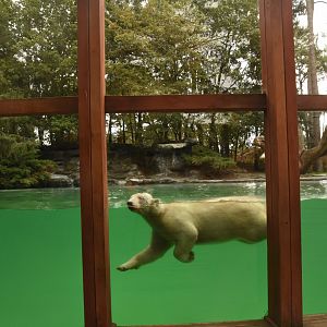 Polar Bear enclosure