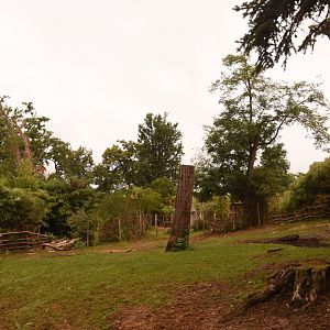 Bongo & Pygmy Hippo enclosure (shows 1/2)