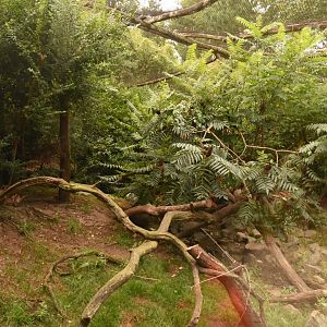 Jaguarundi enclosure