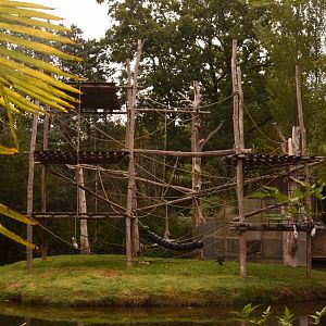 Spider Monkey island