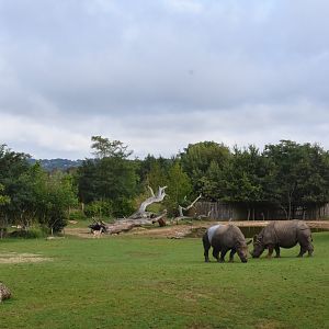 Indian Rhino enclosure