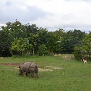 Indian Rhino enclosure
