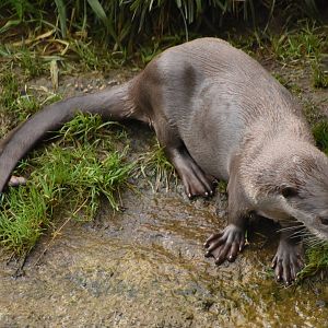 Smooth-coated Otter