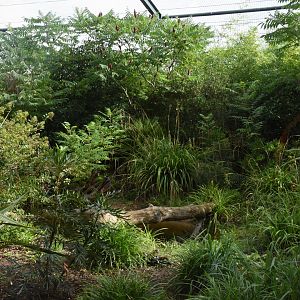 Fishing Cat enclosure