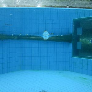 N-American Otter underwater view