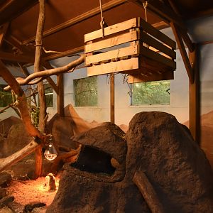 Meerkat enclosure (no outdoor access)