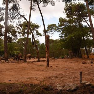 African Elephant enclosure