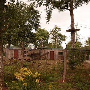 Capuchin enclosure, extended in nearby trees