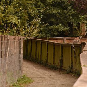 General view, with escaped lemur