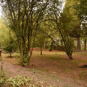 Collared Peccary, Coati & Azara's Agouti enclosure