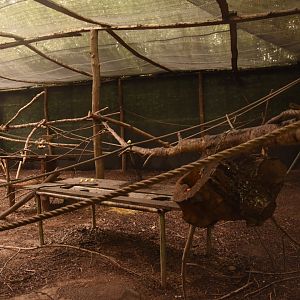 Kinkajou enclosure (darker in reality)