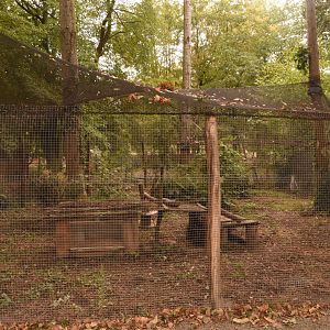 Jaguarundi enclosure