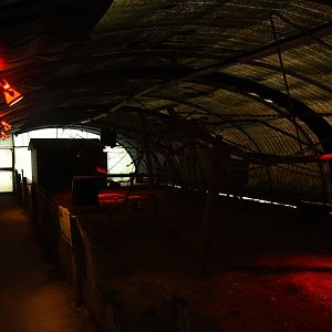 Egyptian Rousette enclosure