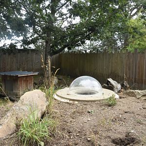 Dwarf Mongoose enclosure