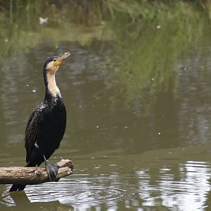 White-breasted Cormorant