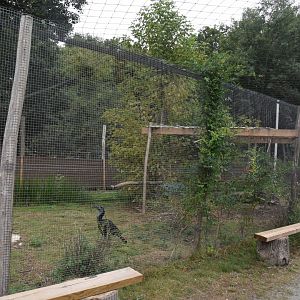 part of Hornbill aviary