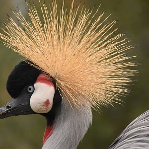 Grey Crowned Crane