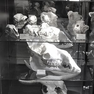 A collection of Mammal Skulls
