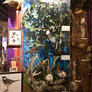 Collection of Alaskan Birds