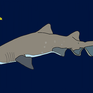 Sand tiger shark (Carcharias taurus)