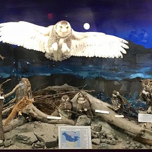 Alaskan Owls