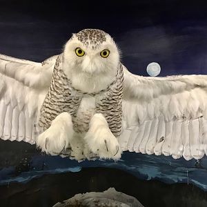 Snowy Owl