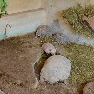 Armadillo and Tortoise mixed exhibit
