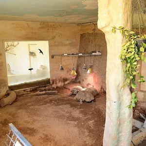 Armadillo and Tortoise mixed exhibit