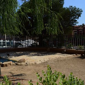 South American Exhibit: Capybara, Mara, Rhea and Emperor Goose