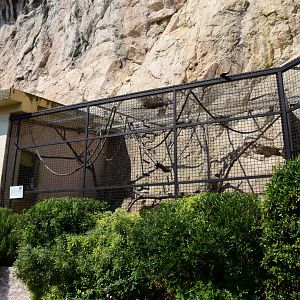 Ring-tailed lemur enclosure