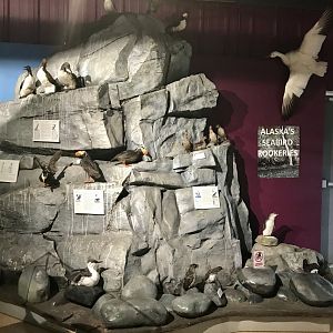 Seabird Exhibit
