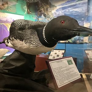 Common Loon