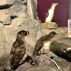 Seabirds of Alaska...and New Zealand.