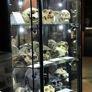 Humans Past and Present