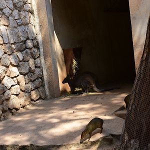 Red necked wallaby and agouti