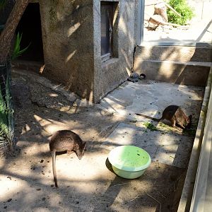 Parma Wallaby (Macropus parma)