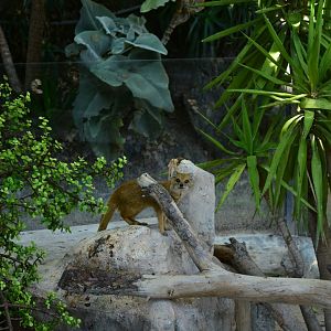 yellow mongoose (Cynictis penicillata)